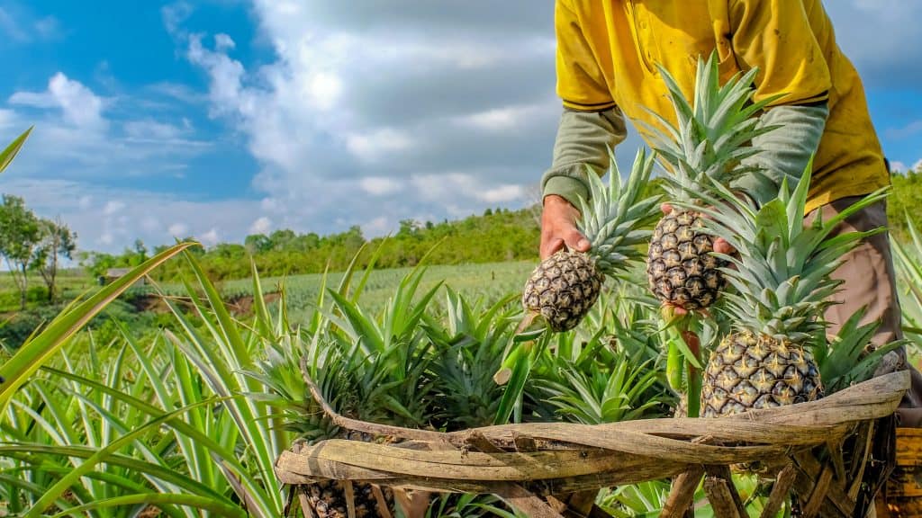 Kako posaditi ananas