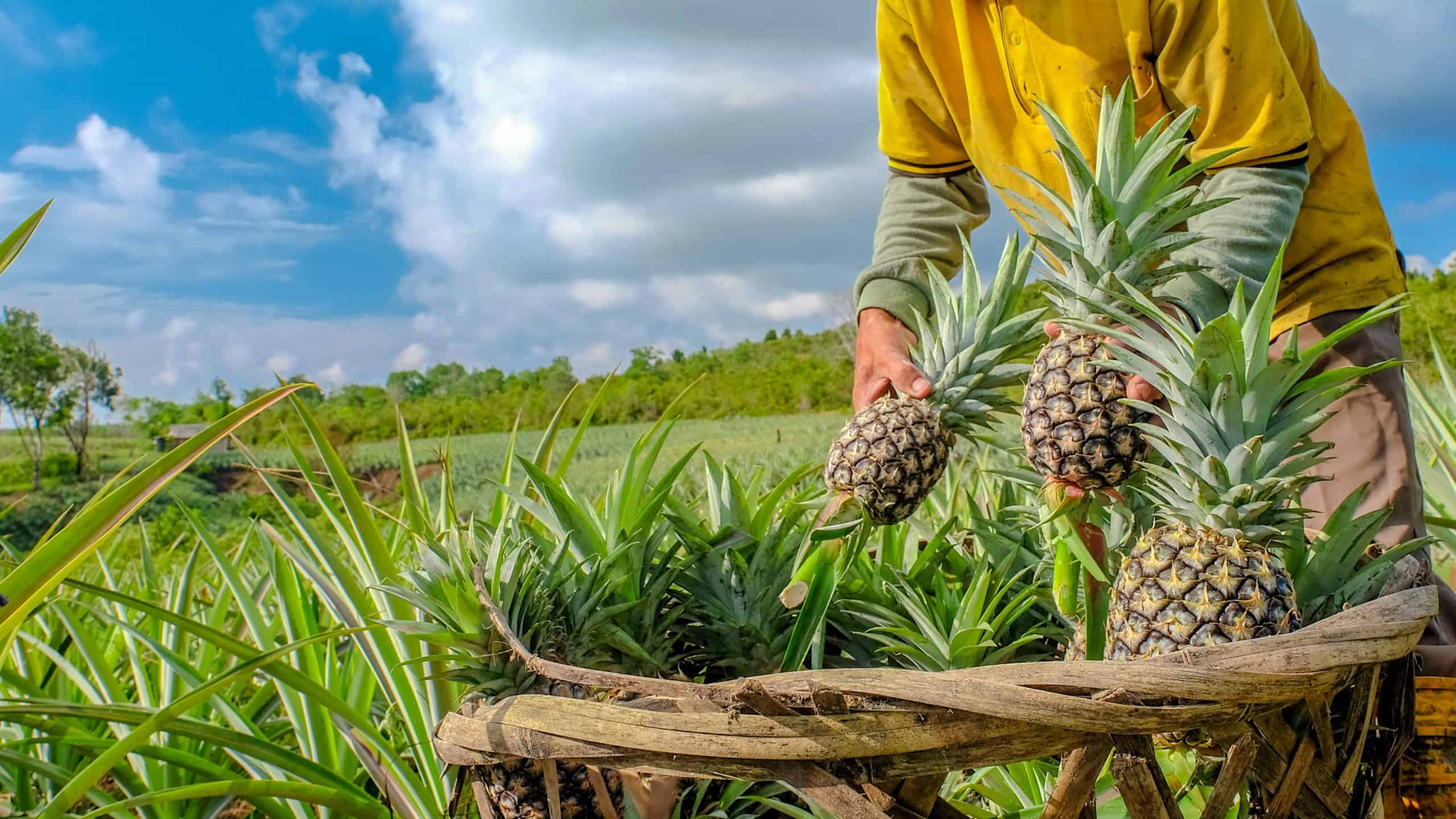 Kako posaditi ananas