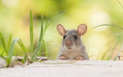 Sanjarica miš