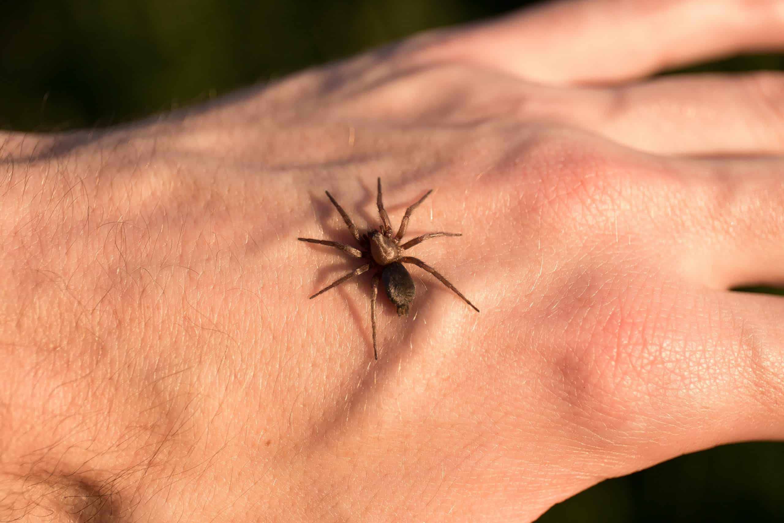 Тарантулы опасен ли для человека. Укус коричневого паука отшельника. Южнорусский Тарантул укус.