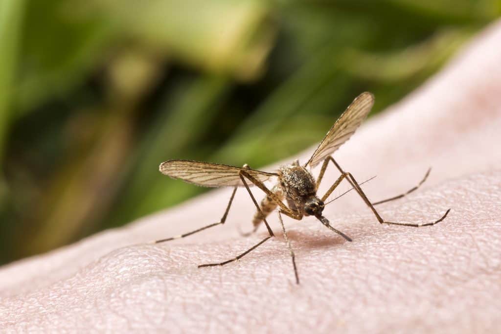 Reakcija na ubod komarca - što napraviti