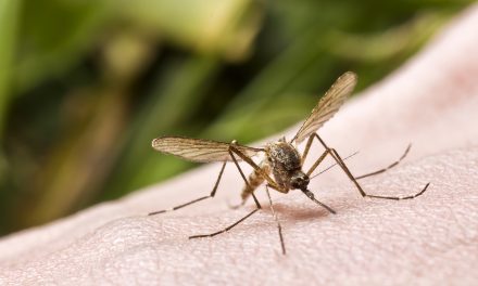 Reakcija na ubod komarca – što napraviti