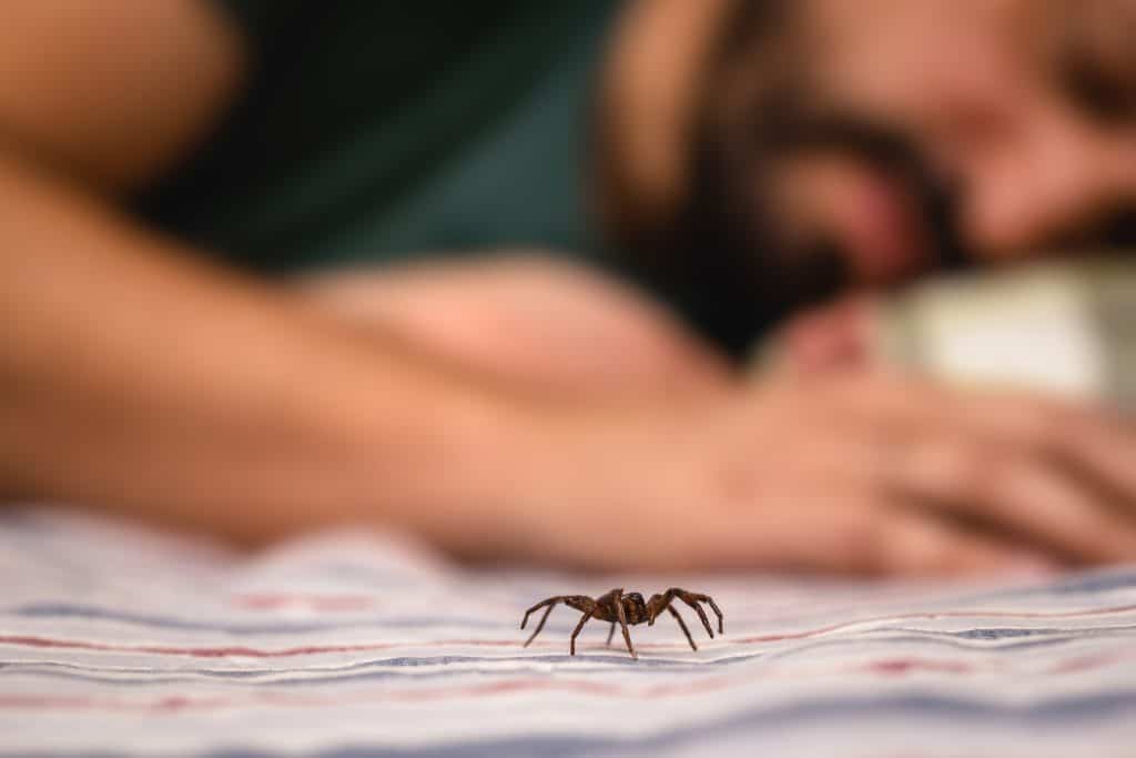 Reakcija na ubod pauka - što napraviti