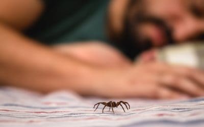 Reakcija na ubod pauka – što napraviti