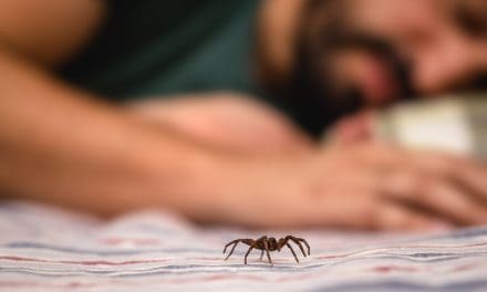 Reakcija na ubod pauka – što napraviti
