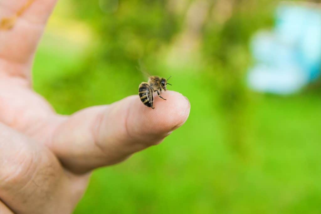 Reakcija na ubod pčele - što napraviti