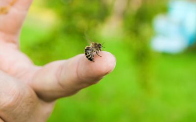 Reakcija na ubod pčele – što napraviti