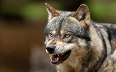 Zašto je vuk zaštićena životinja