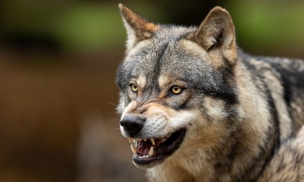 Zašto je vuk zaštićena životinja