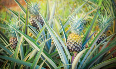 Kako raste ananas