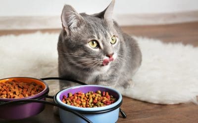 Koliko mačka može bez hrane