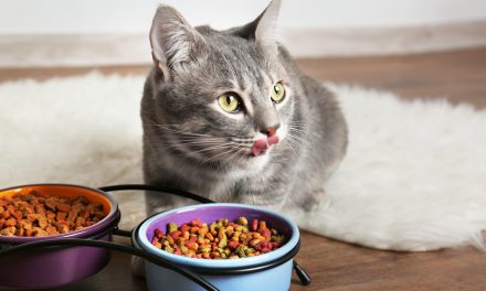 Koliko mačka može bez hrane