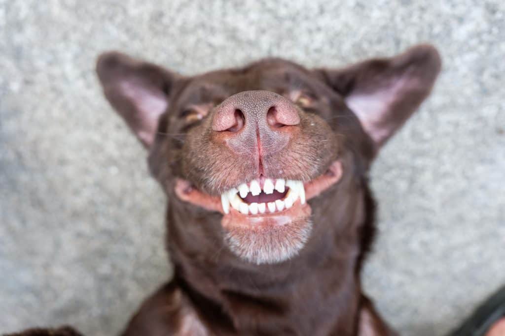 Koliko pas ima zubi