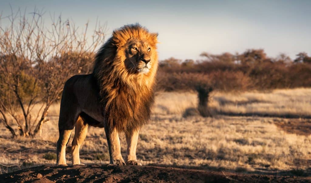 Zašto je lav kralj životinja