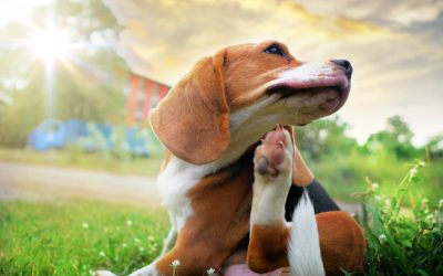 Buhe kod pasa – kako ih se riješiti