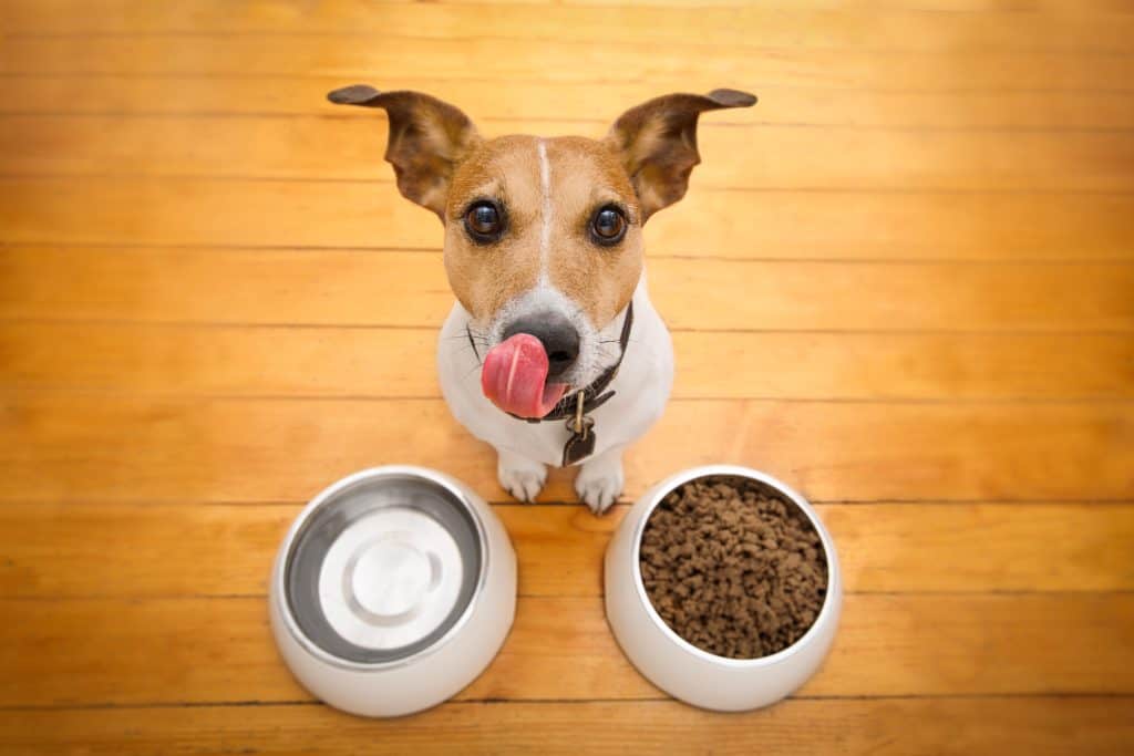 Hrana za pse - što svaki pas treba jesti svakodnevno, a što povremeno