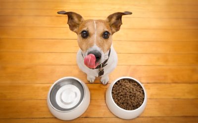 Hrana za pse – što svaki pas treba jesti svakodnevno, a što povremeno
