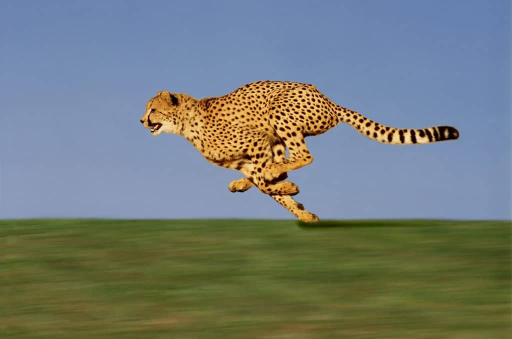 Koja je najbrža životinja