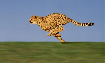 Koja je najbrža životinja