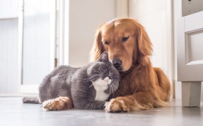 Ljubavni jadi na četiri noge – kako pomoći psima i mačkama