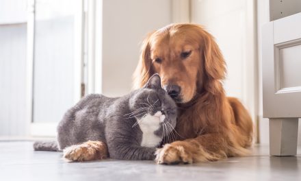 Ljubavni jadi na četiri noge – kako pomoći psima i mačkama