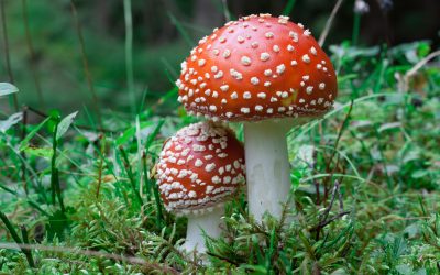 Otrovne gljive i kako ih prepoznati