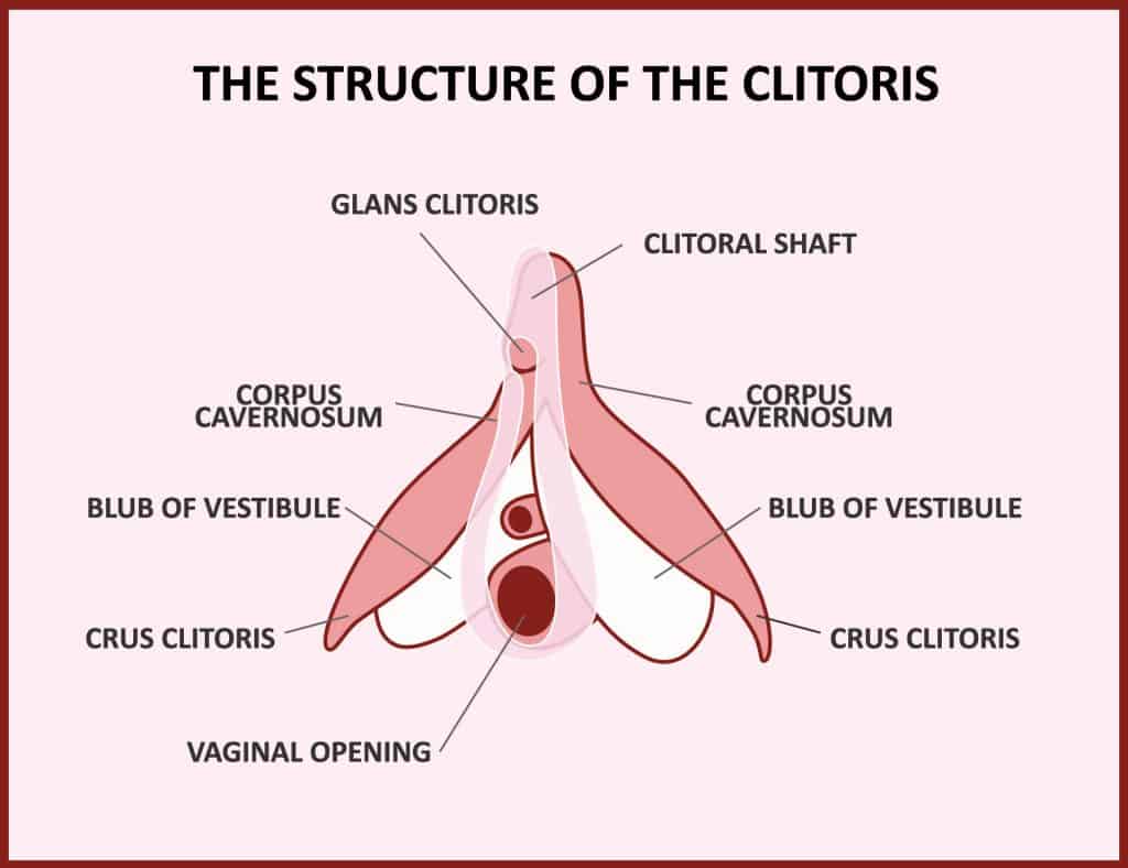 Klitoris kod žena - što je, gdje se nalazi i čemu služi