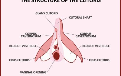 Klitoris kod žena – što je, gdje se nalazi i čemu služi