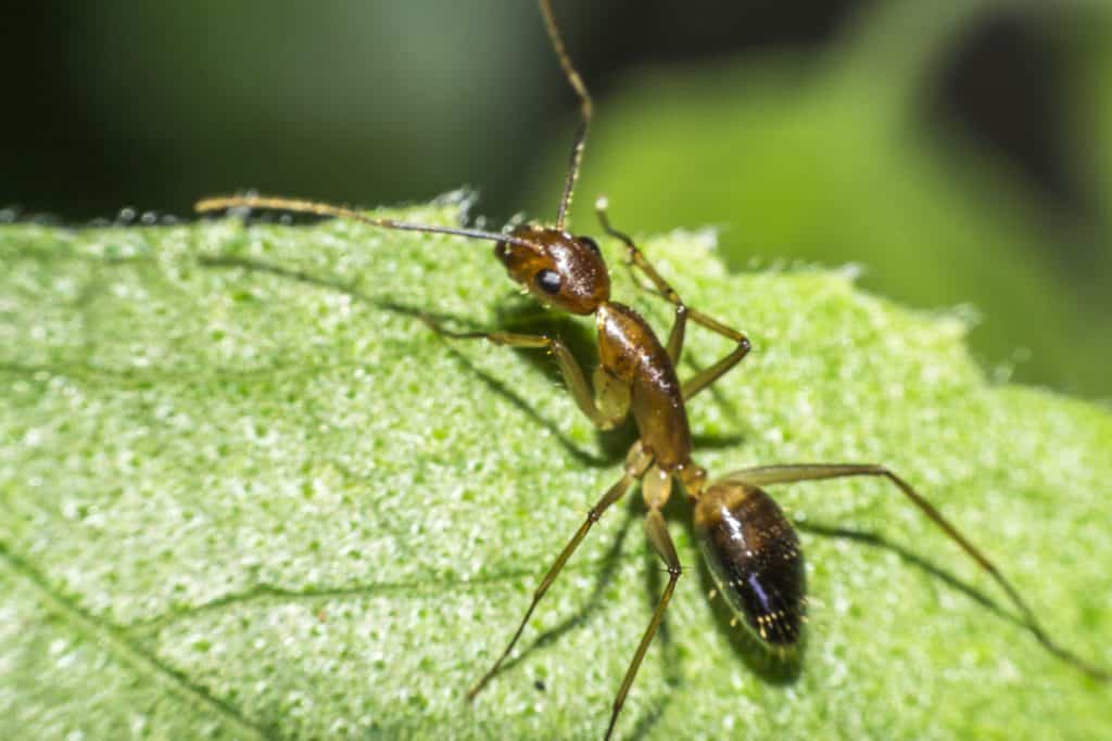 Mravlja kiselina (metanska kiselina) - čemu služi i kako djeluje