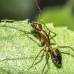 Mravlja kiselina (metanska kiselina) – čemu služi i kako djeluje