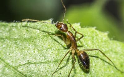 Mravlja kiselina (metanska kiselina) – čemu služi i kako djeluje