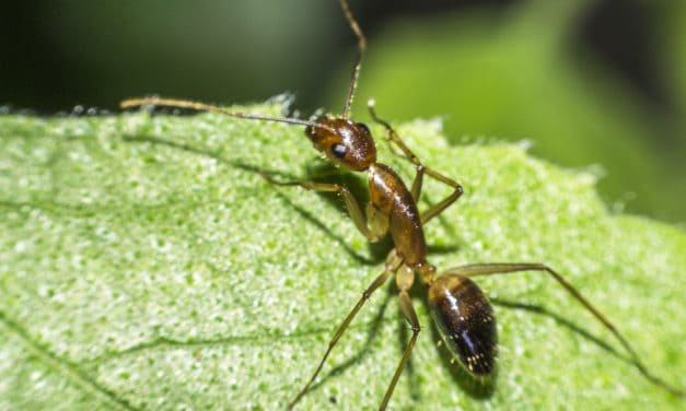 Mravlja kiselina (metanska kiselina) – čemu služi i kako djeluje