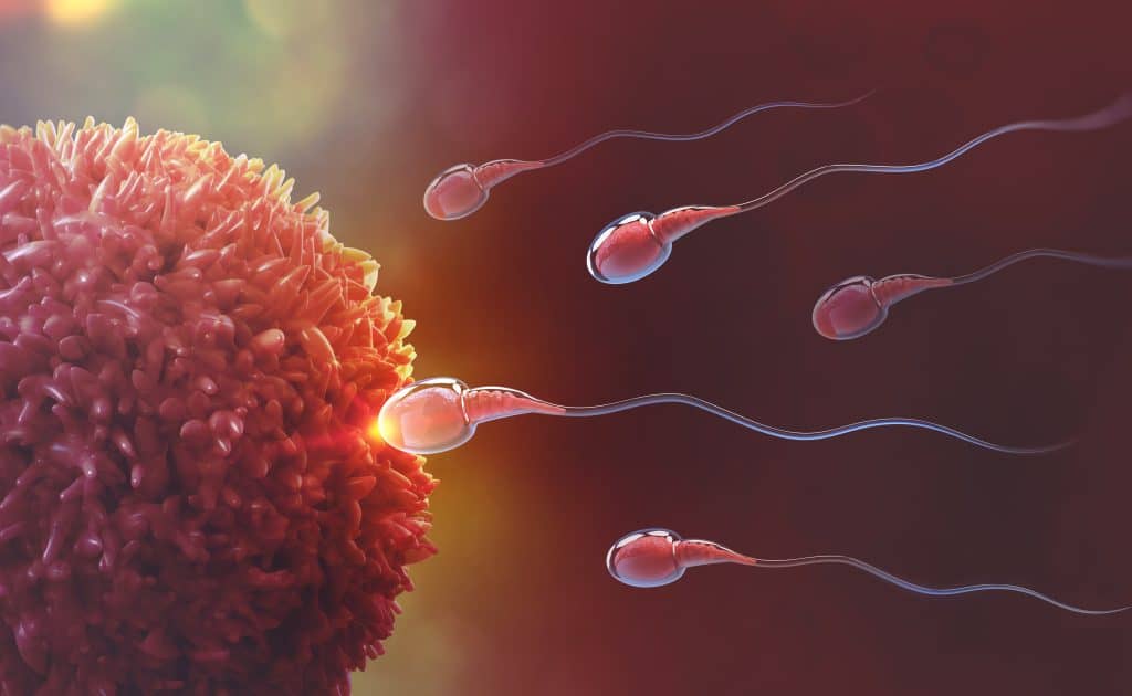Kako pokrenuti spermatozoide