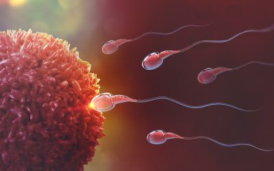 Kako pokrenuti spermatozoide