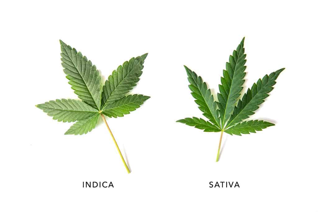 Sativa vs Indica - koja je razlika