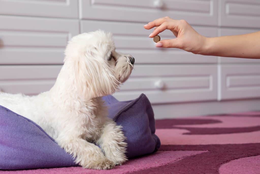 Tablete protiv krpelja za pse - djelovanje, nuspojave, cijena, iskustva