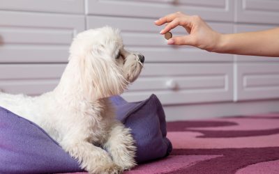 Tablete protiv krpelja za pse – djelovanje, nuspojave, cijena, iskustva