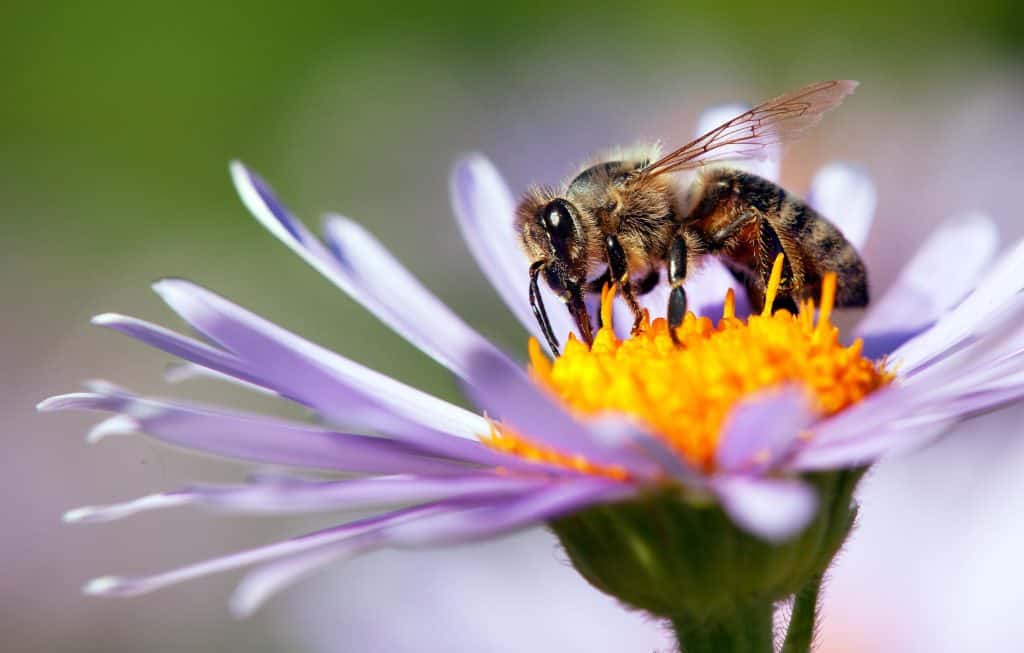 Život pčele - kako izgleda i koliko traje