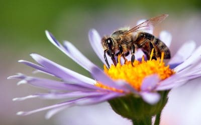 Život pčele – kako izgleda i koliko traje