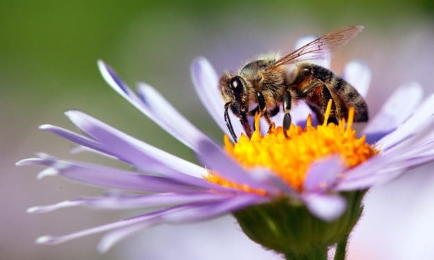 Život pčele – kako izgleda i koliko traje
