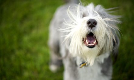 Zašto psi laju na neke ljude, a na druge ne – otkriven razlog