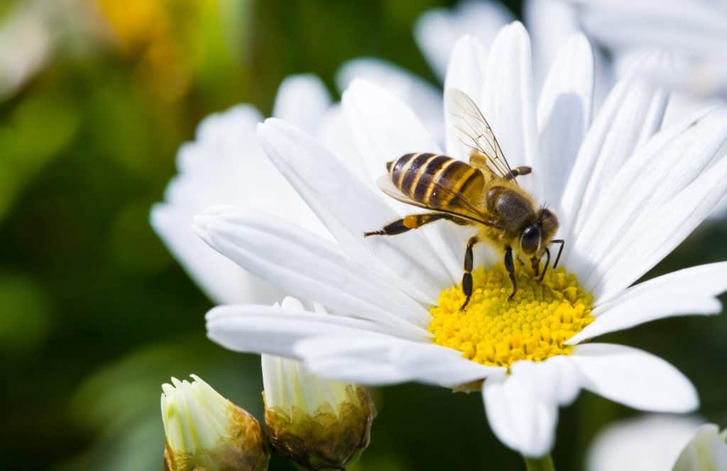 Bojite li se pčela, niste jedini - Znanstvenici otkrili da pčele mogu ubosti druge pčele