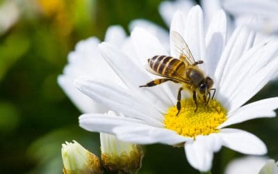 Bojite li se pčela, niste jedini – Znanstvenici otkrili da pčele mogu ubosti druge pčele