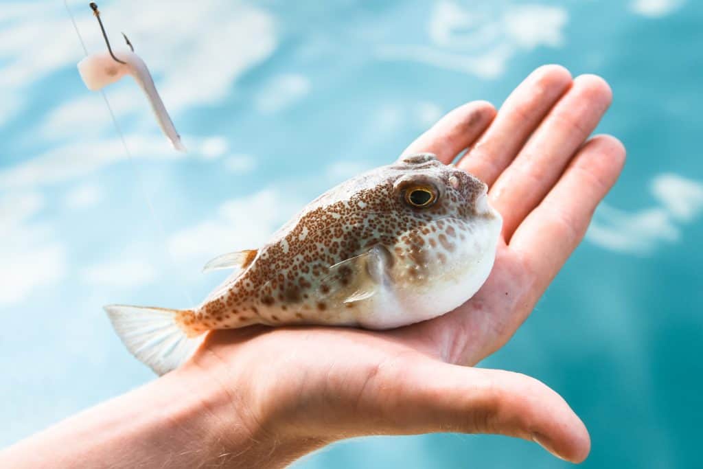 Oprez! U Jadranskom moru sve više otrovnih riba. Ova je najotrovnija na svijetu. Ako ju pojedete smrt nastupa odmah!
