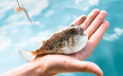 Oprez! U Jadranskom moru sve više otrovnih riba. Ova je najotrovnija na svijetu. Ako ju pojedete smrt nastupa odmah!