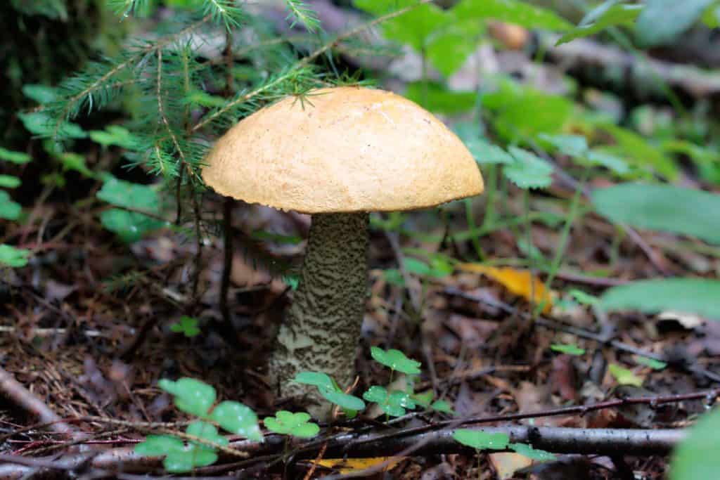 Oprezno s gljivama