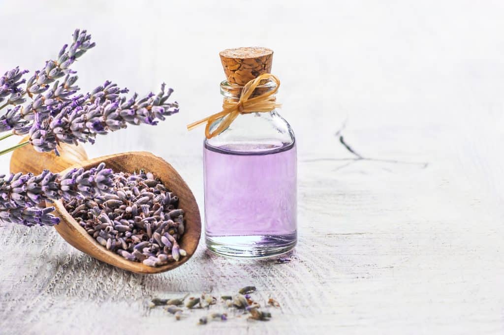 Lavanda - majka moderne aromaterapije