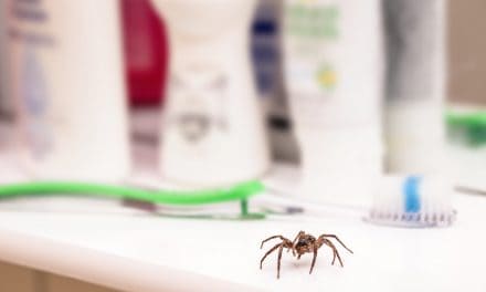 Što napraviti kada u kući ugledate pauka? Jedno nikako nemojte, a ovo je razlog!