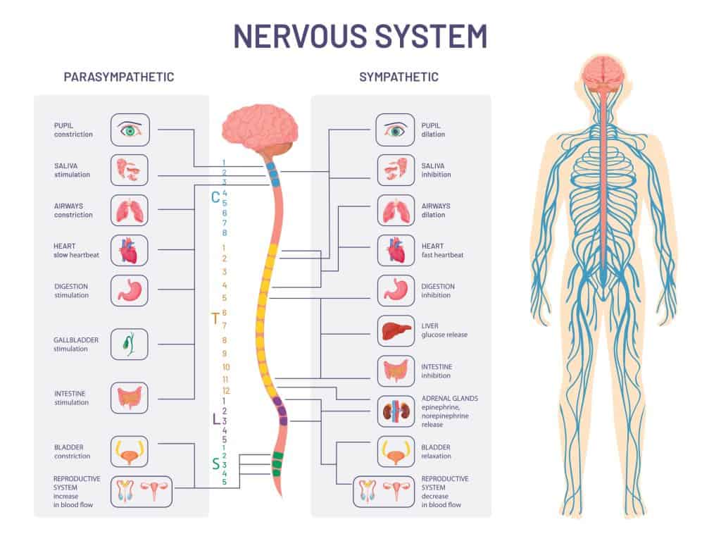 Autonomna neuropatija - uzrok, simptomi, liječenje