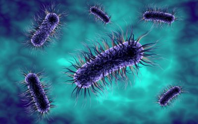 Escherichia coli infekcije – uzrok, simptomi, liječenje